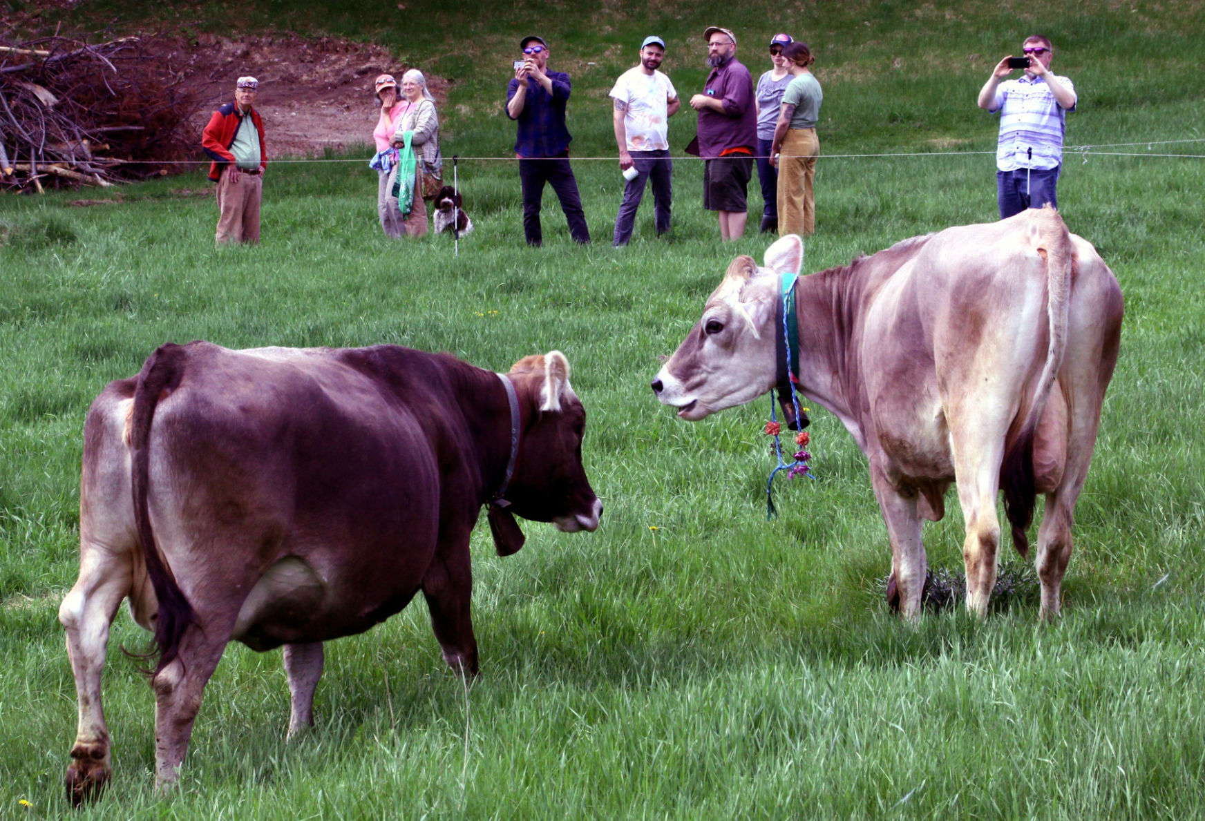 A Couple of Moo-Vie Stars